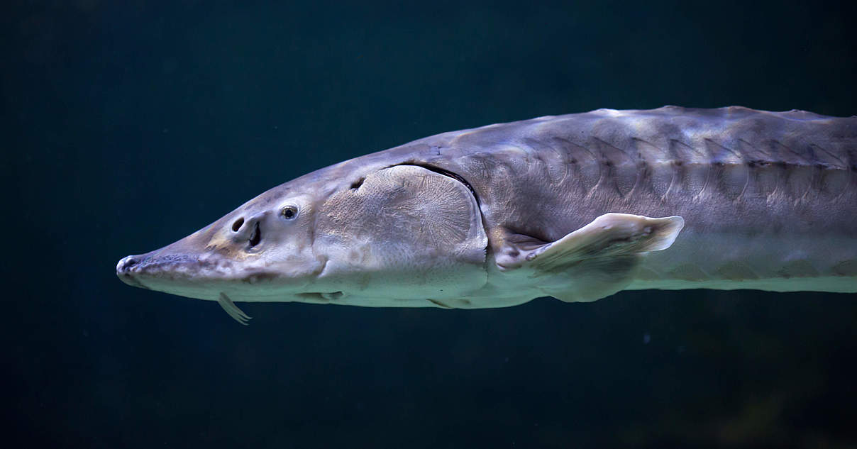 Störe: Ihre Rückkehr ist bedroht | WWF