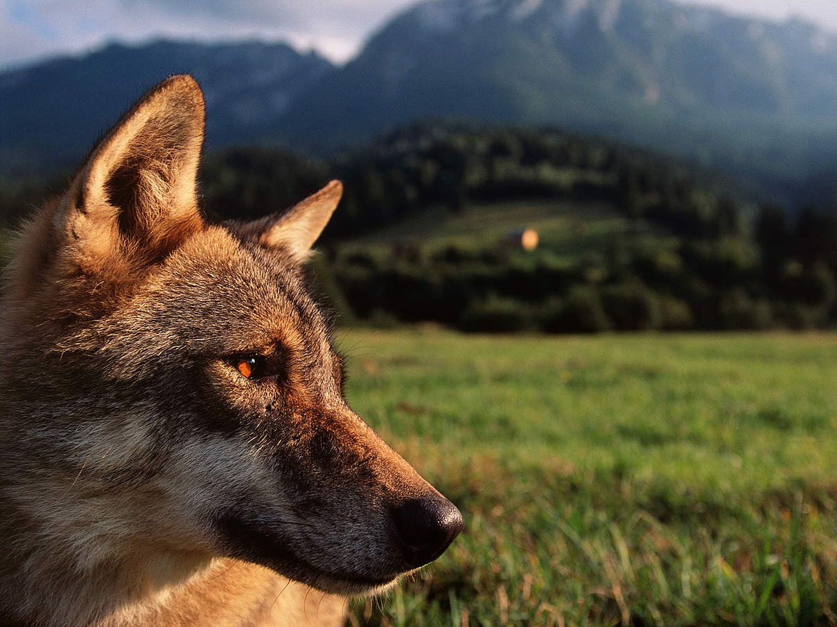 Wolf © Staffan Widstrand / WWF