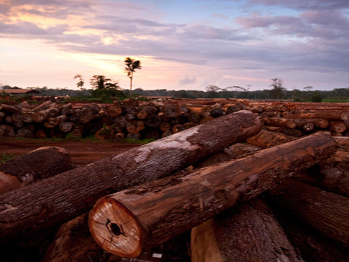 350 HI 265097 Holzlager c Brent Stirton Getty Images WWF UK Holzlager © Brent Stirton / Getty Images / WWF-UK