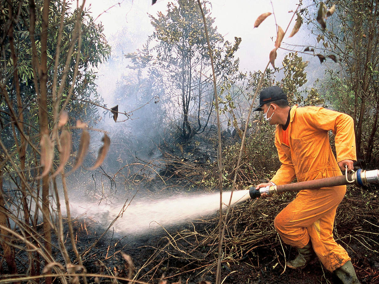 Feuerwehrmann löscht Feuer in einem Torfmoor in Kalimantan, Indonesien © Alain Compost / WWF