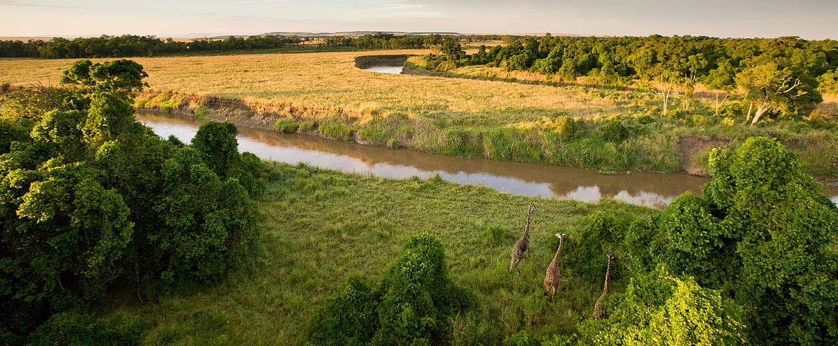 Giraffen in der Masai Mara © Michael Poliza