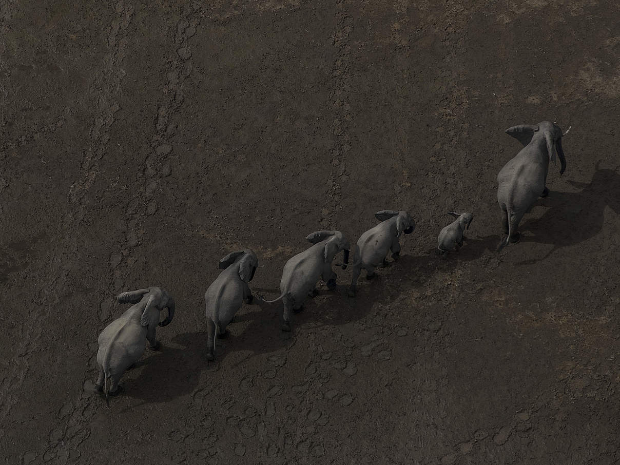 Afrikanische Waldelefanten laufen in einer Reihe © James Suter / Black Bean Productions / WWF US