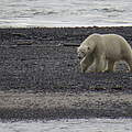 Eisbär in der russischen Arktis © Tom Arnbom / WWF-Canon