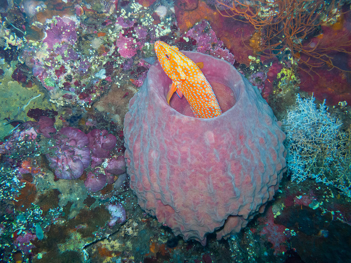 Kabeljau in einem Fassschwamm vor Bali © ZambesiShark/ iStock / GettyImages Plus