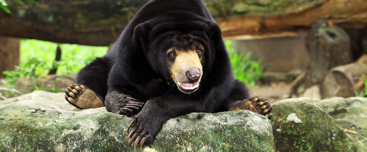 Malaienbären sind bislang wenig erforscht © sarunyu foto / Getty Images