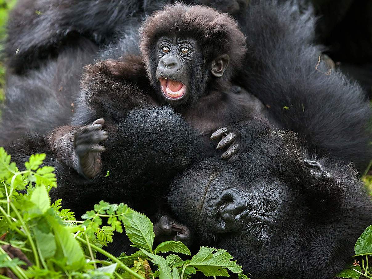 Berggorilla mit Nachwuchs © Julia Cumes / WWF USA