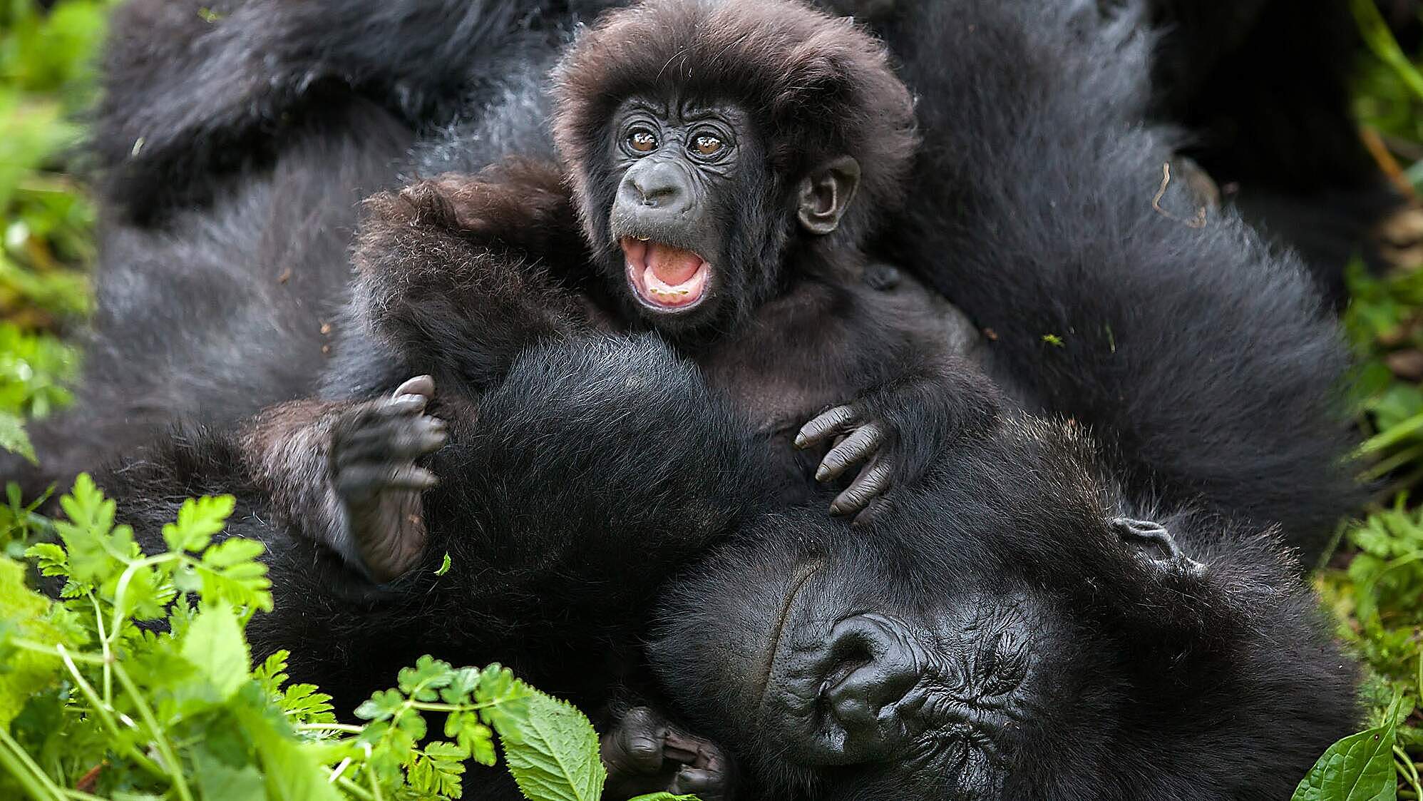 Berggorilla mit Nachwuchs © Julia Cumes / WWF USA