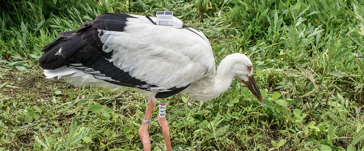 besenderter Schwarzschnabelstorch © Anna Serdyuk / WWF-Russia