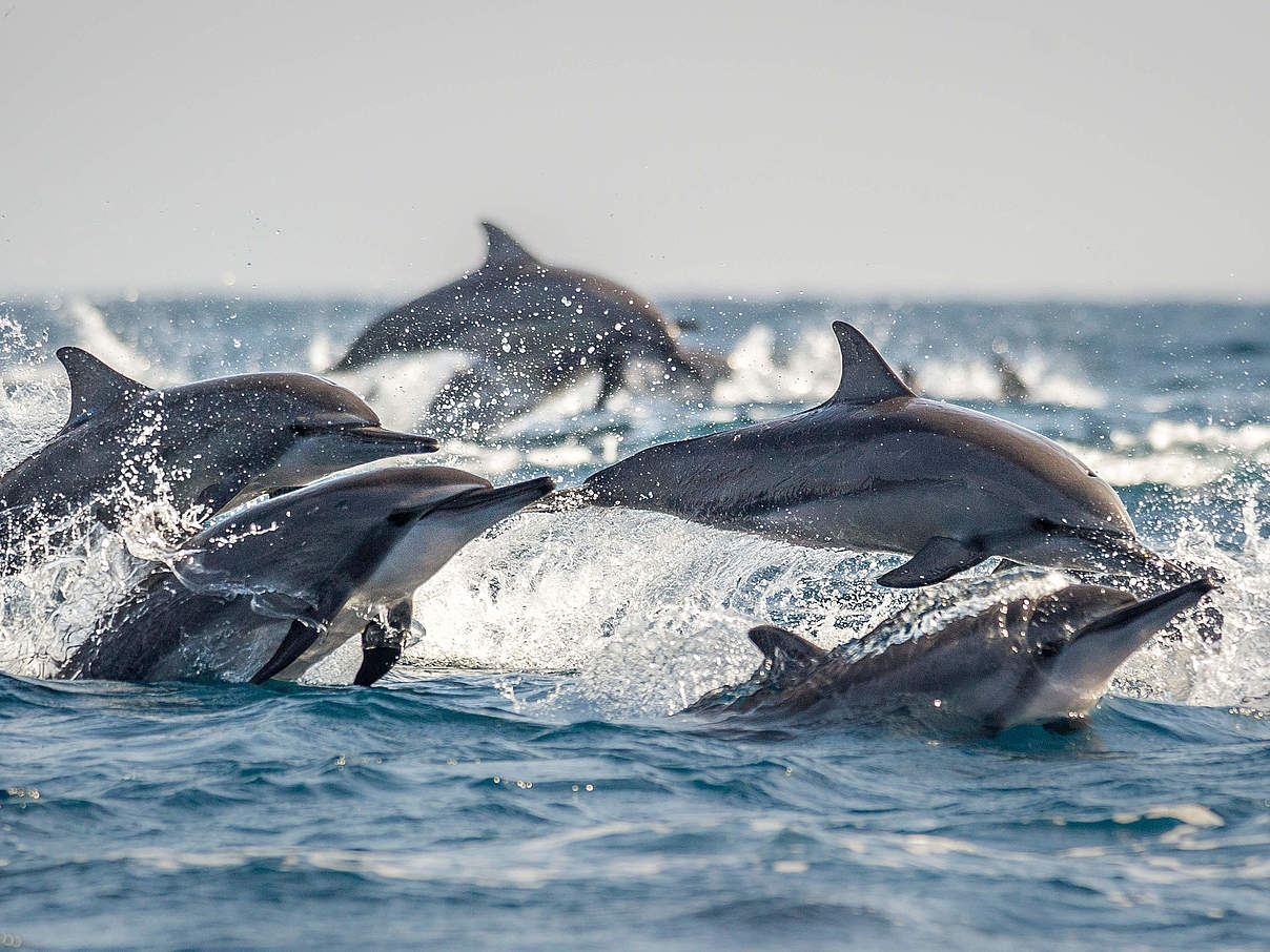 Spinner-Delfine © Richard Barrett / WWF-UK