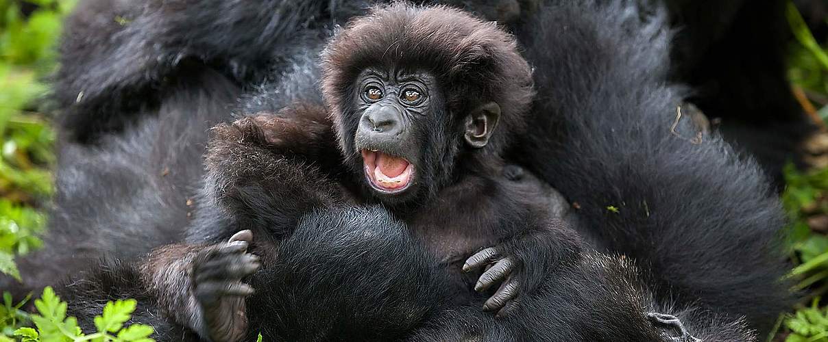 Zuwachs bei Berggorillas