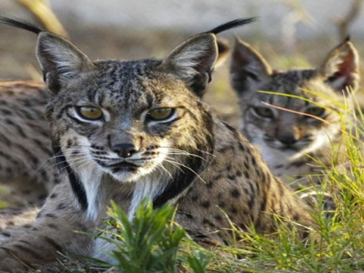 350 Iberischer Luchs 2 c WWF Spanien Iberische Luchse © WWF Spanien