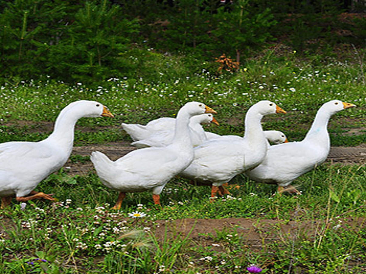 Gänse © iStock / Getty Images