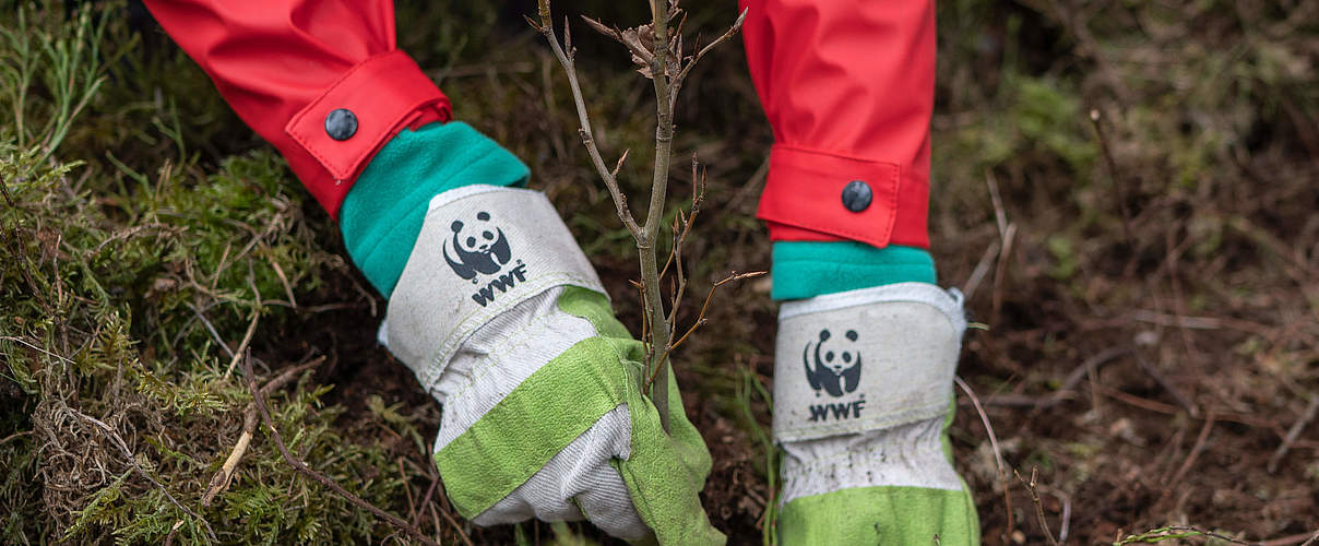 Helfende Hände bei der Baumpflanzaktion in der Uckermark © Sonja Ritter / WWF