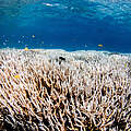 Korallenbleiche am Great Barrier Reef in Australien