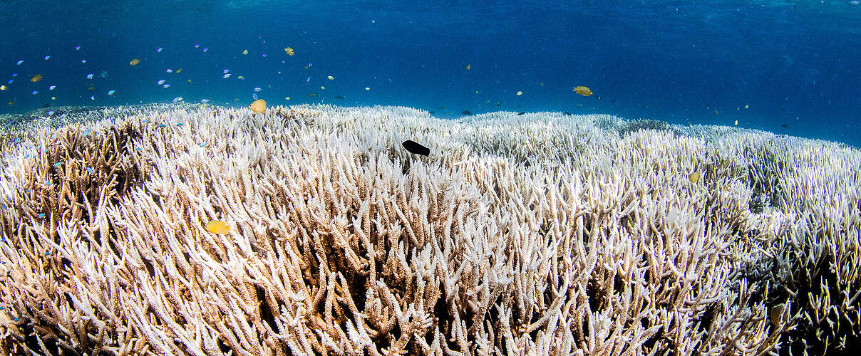 Korallenbleiche am Great Barrier Reef in Australien
