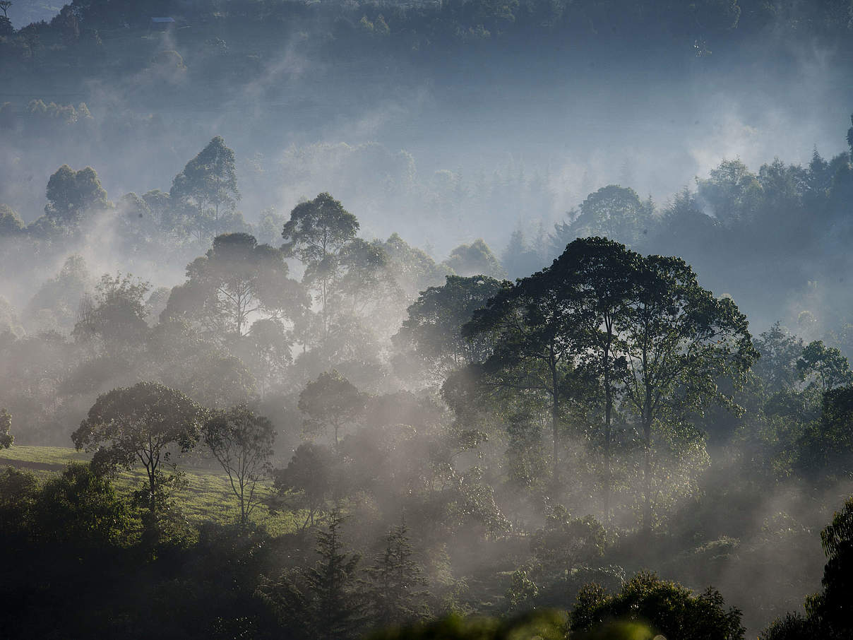 Bäume im frühen Morgenlicht am Rande des Mau-Waldes bei Bomet, Narok, Kenia © Kate Holt / WWF-UK