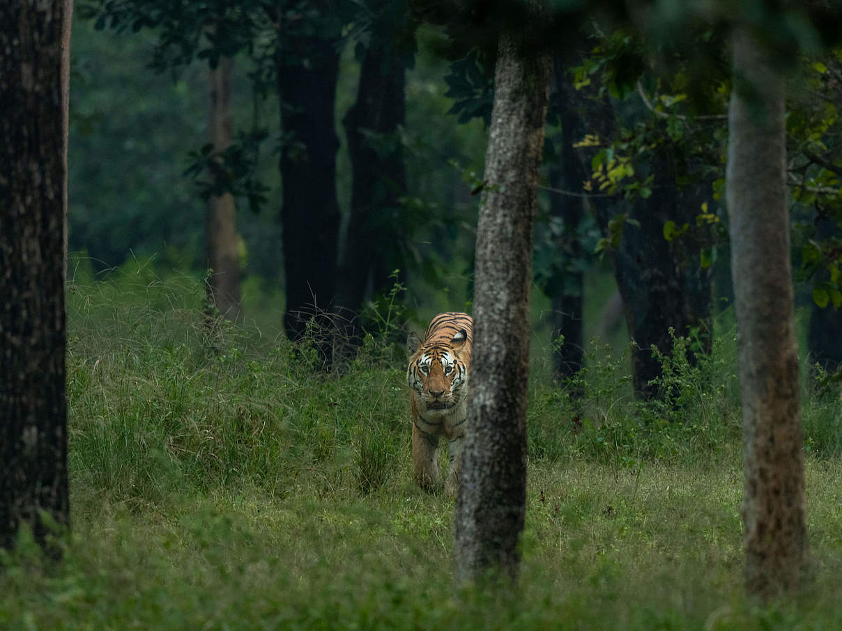 Bengal im Pench-Nationalpark © Narayanan Iyer (Naresh) / WWF-International