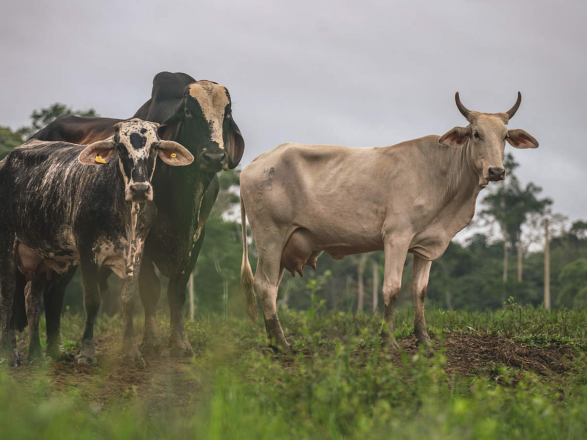 Kühe auf einer abgerodeten Fläche © Luis Barreto WWF-UK