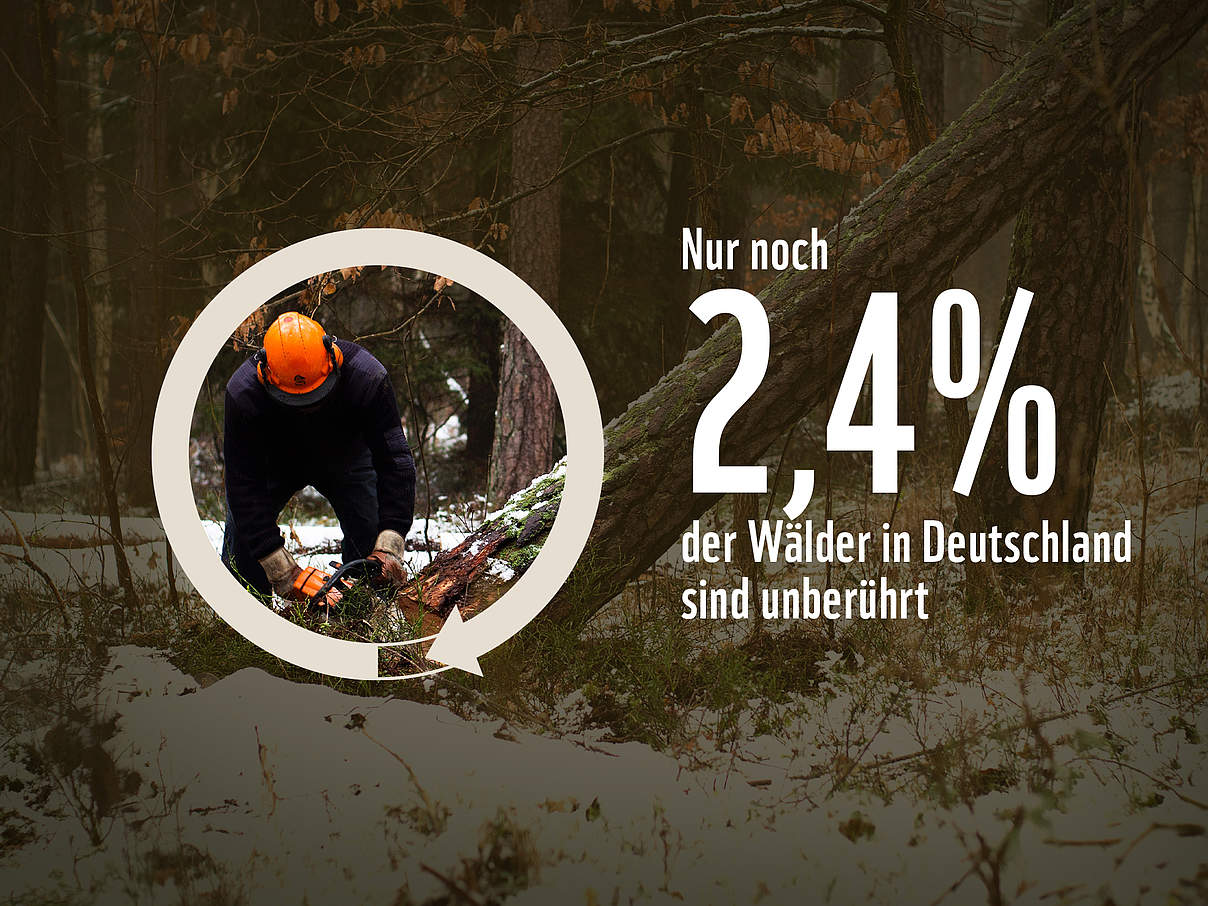 Nur 2,4% der Wälder sind unberührt © Unsplash.com / Markus Spiske / WWF