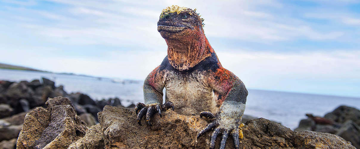 Galapagos Meerechse © Antonio Busiello / WWF-US