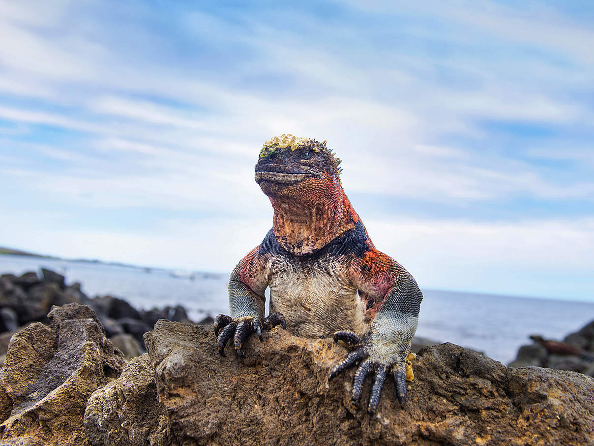 Galapagos Meerechse © Antonio Busiello / WWF-US