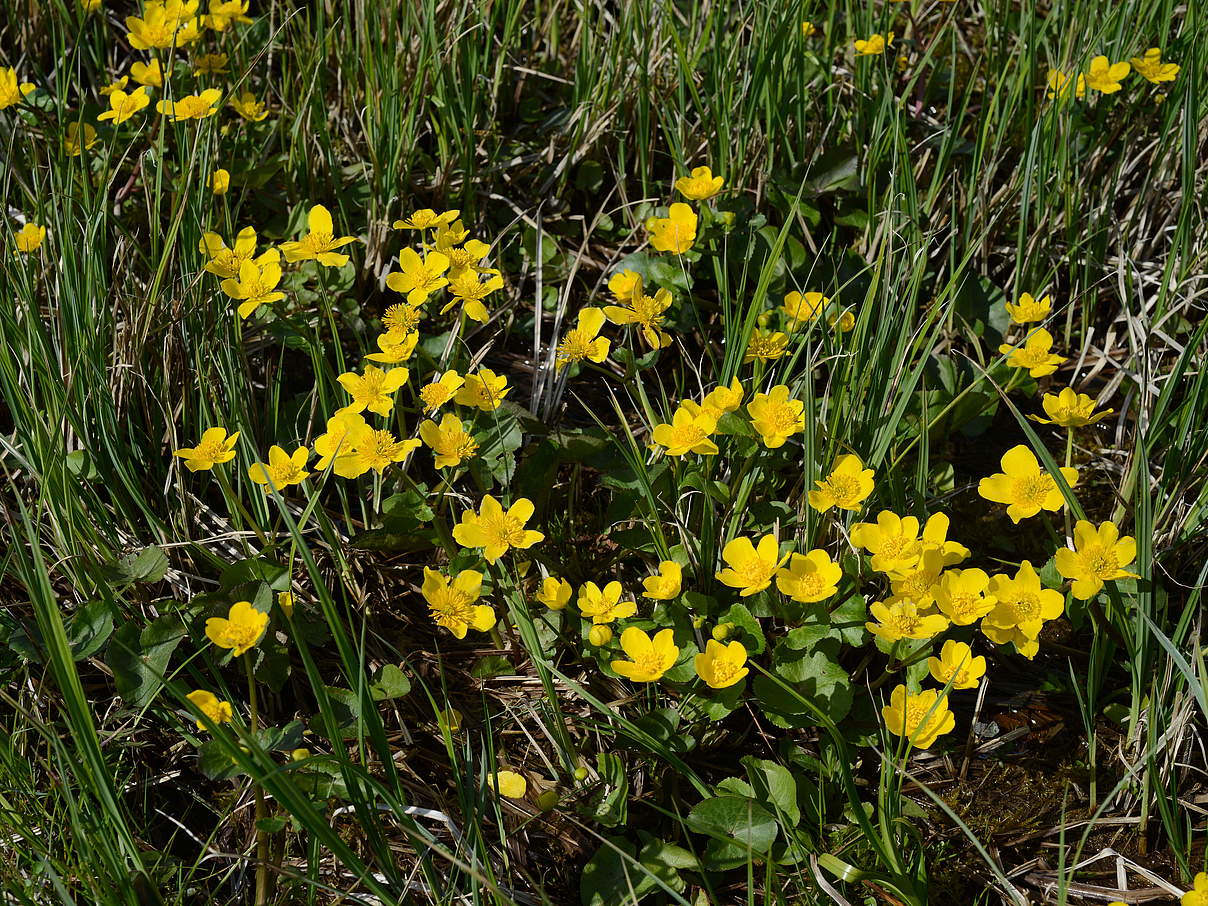 Sumpfdotterblume (Caltha palustris) © Frank Gottwald