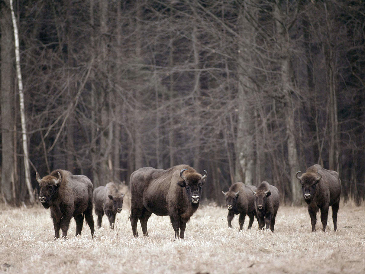 Wisent-Herde im Bialowieski-Nationalpark in Polen © Klein & Hubert / WWF
