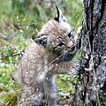 Luchs Jungtier © Hartmut Jungius / WWF