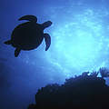 Schildkröte am Great Barrier Reef © Getty Images