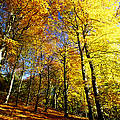 Buchen im Steigerwald © Christian Ziegler / WWF