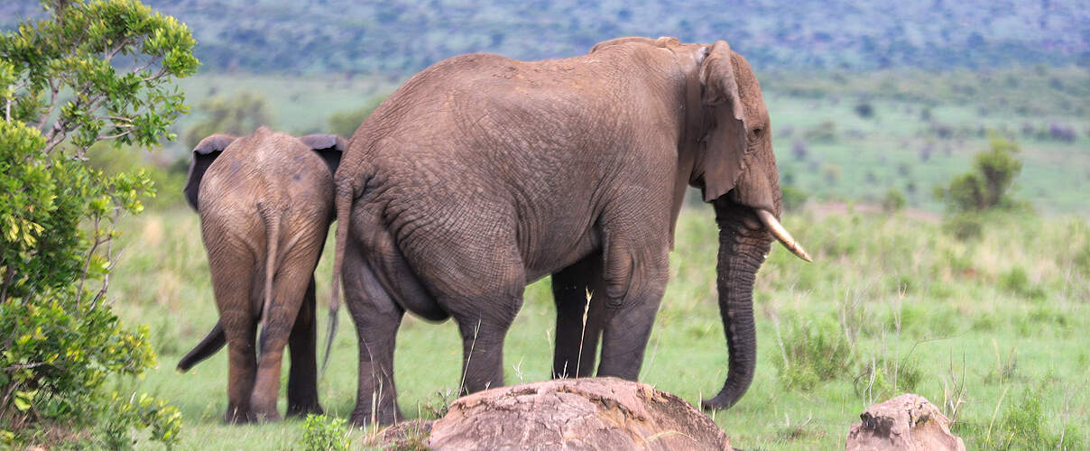 David, der Elefant in Kenia mit einem anderen Mitglied der Elefantenfamilie © WWF Kenia