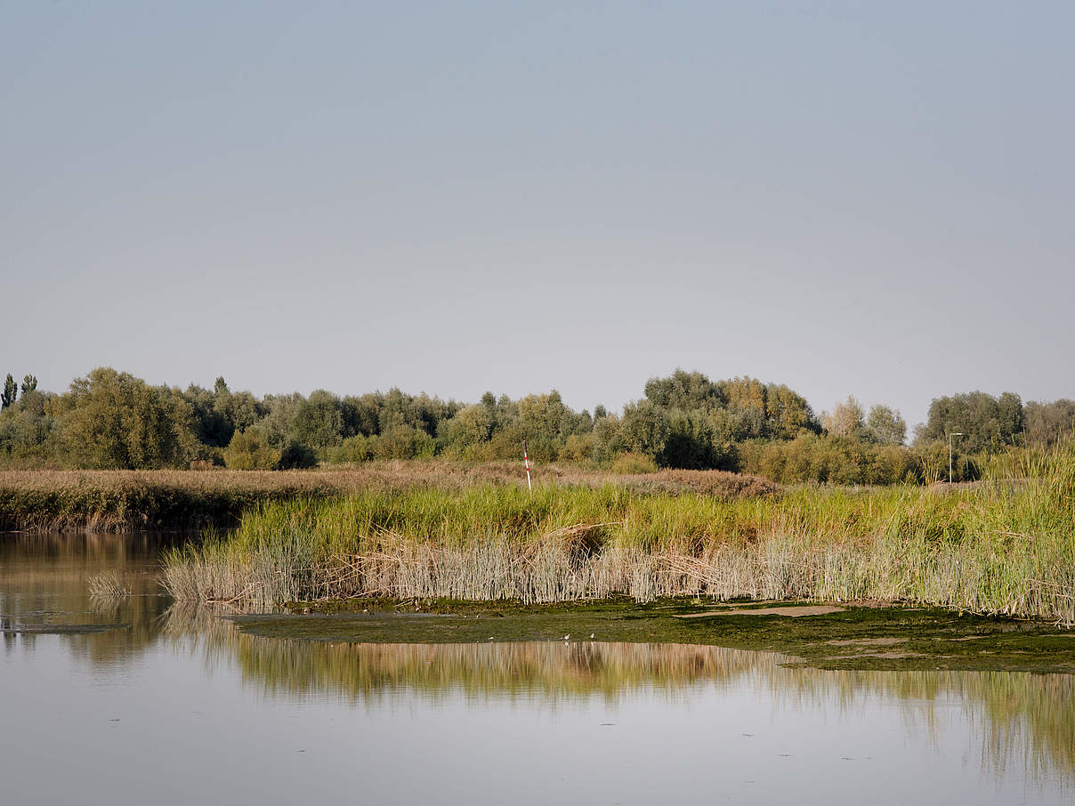 Ästuartypische Lebensräume auf Krautsand © Claudi Nir / WWF Deutschland