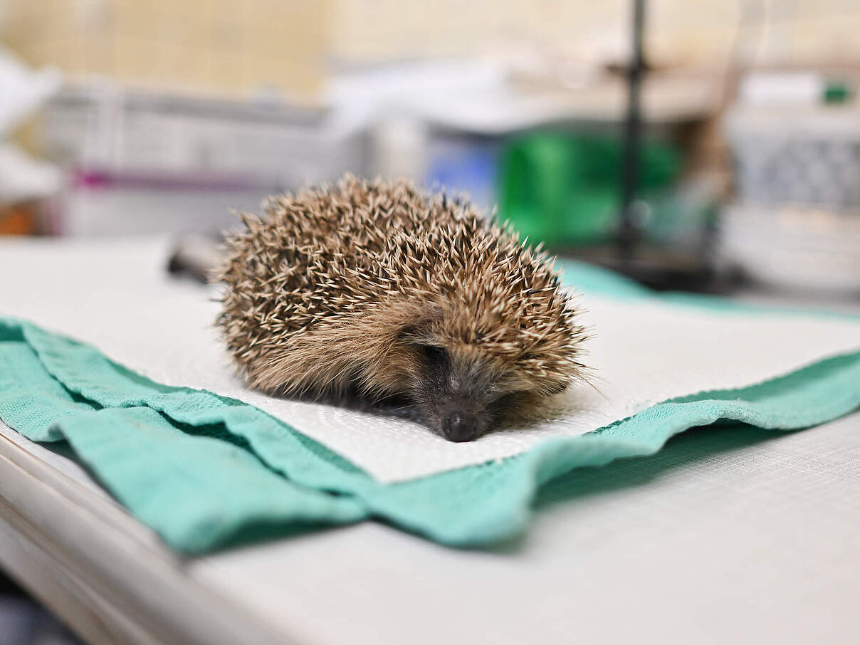 Durch Mähroboter verletzte Igel müssen dringend behandelt werden 