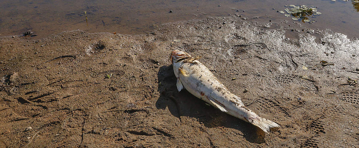 Fischsterben in der Oder © Imago/Winfried Mausolf