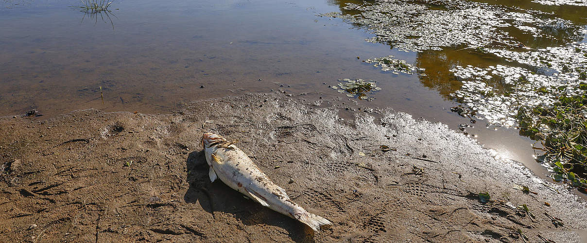 Fischsterben in der Oder © Imago/Winfried Mausolf