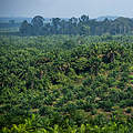 Ölpalmen-Plantage, Sabah, Borneo, © WWF