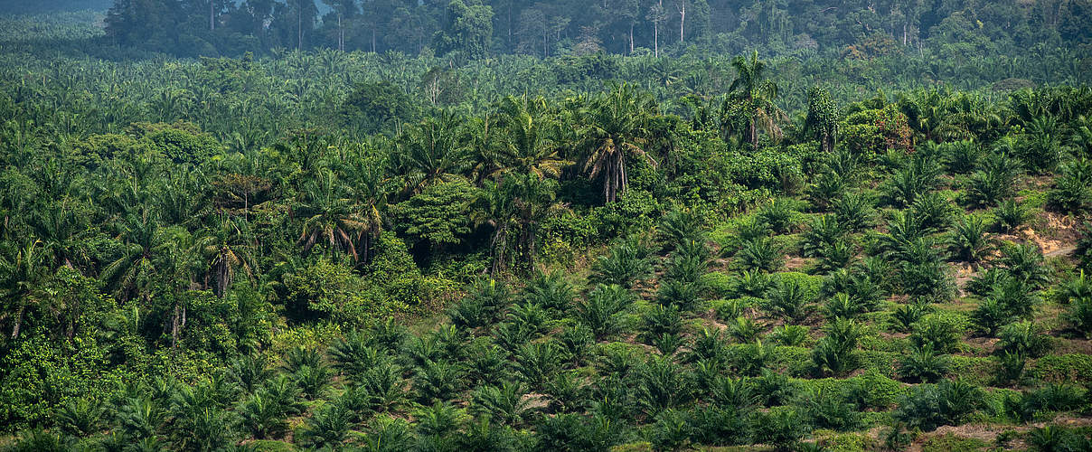 Ölpalmen-Plantage, Sabah, Borneo, © WWF