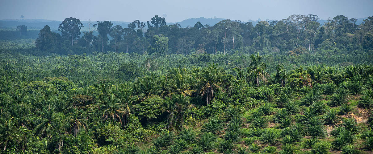 Ölpalmen-Plantage, Sabah, Borneo, © WWF