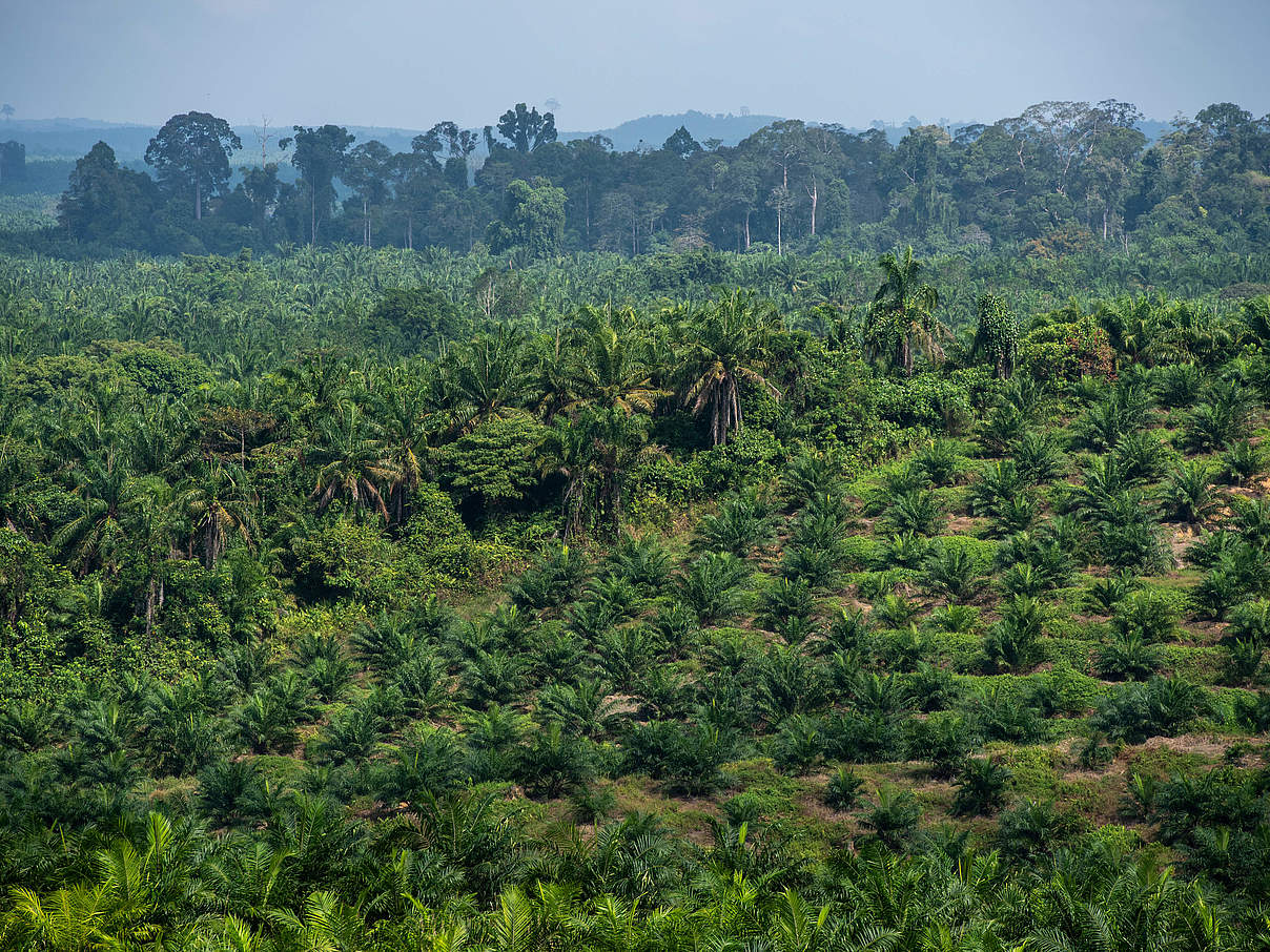 Ölpalmen-Plantage, Sabah, Borneo, © WWF