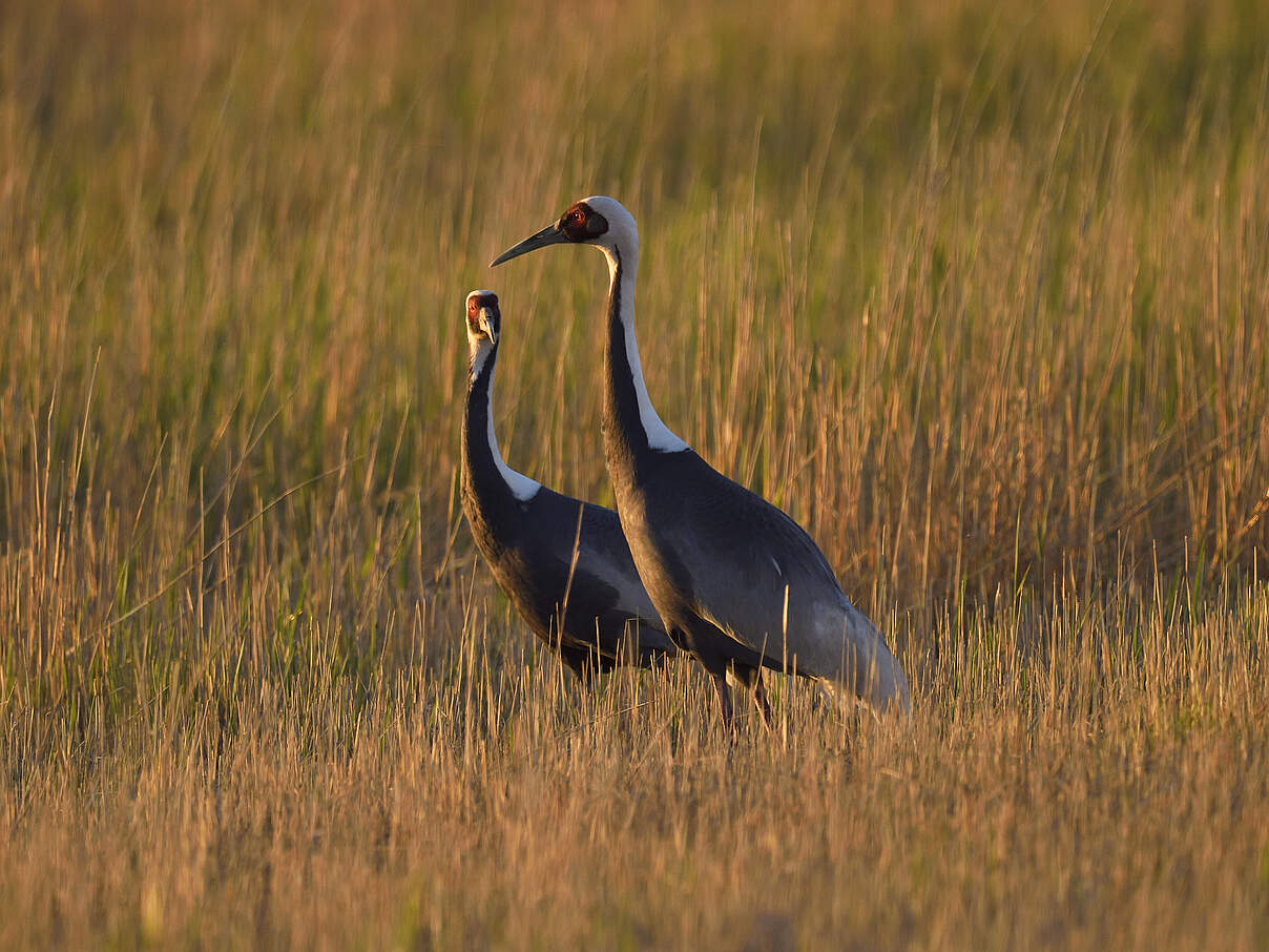 Zwei Weißnackenkraniche mit ihrer typischen Rotfärbung um die Augen stehen in rotbrauner Graslandschaft