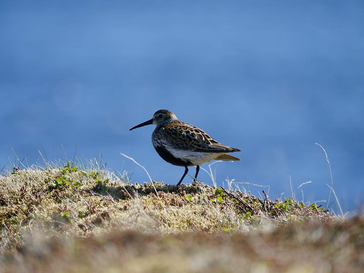 Alpenstrandläufer im Brutgebiet in der arktischen Tundra ©Hans-Ulrich Rösner / WWF 