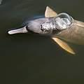 Flussdelfin © WWF-Brazil / Adriano Gambarini