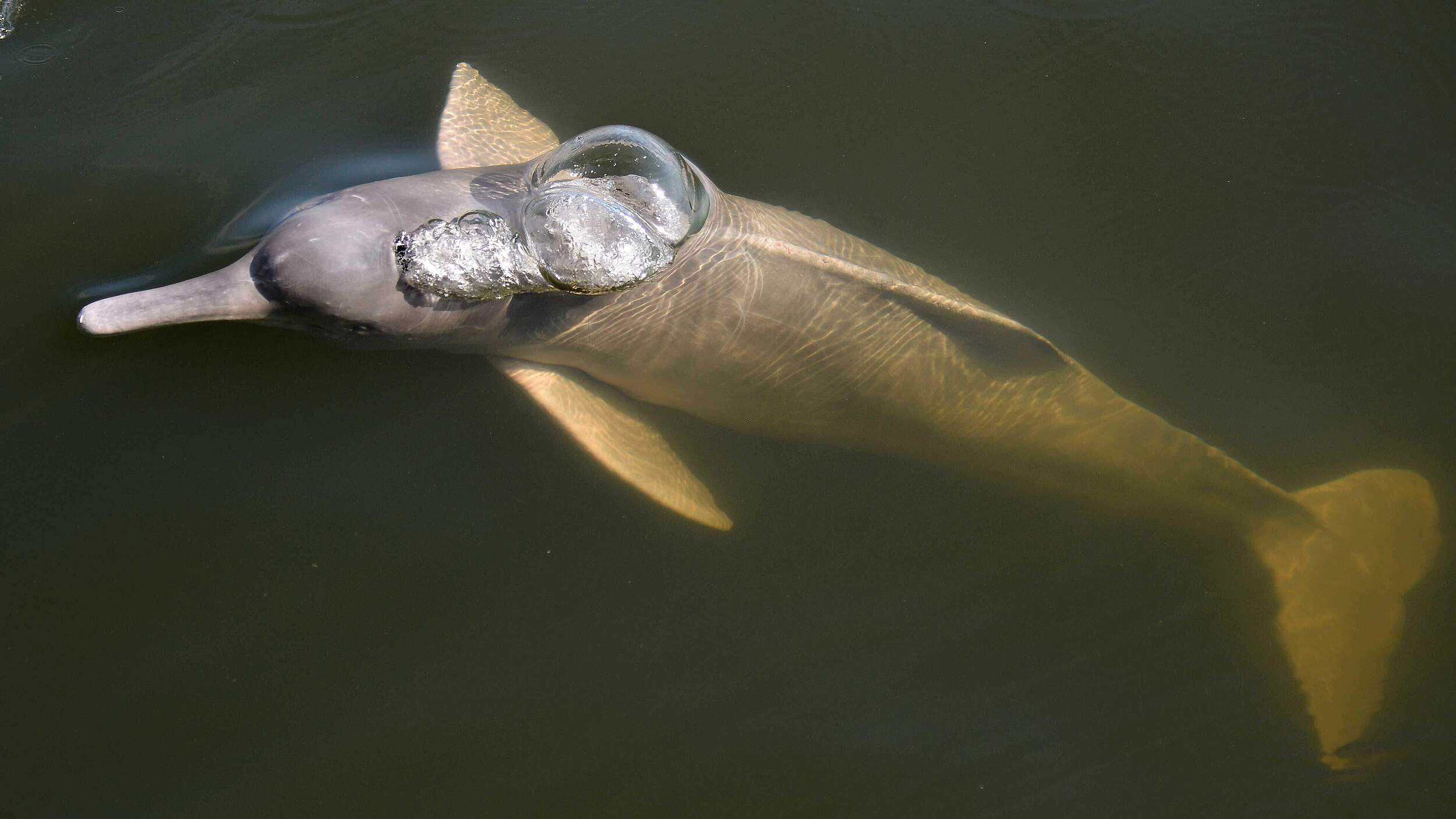 Flussdelfin © WWF-Brazil / Adriano Gambarini