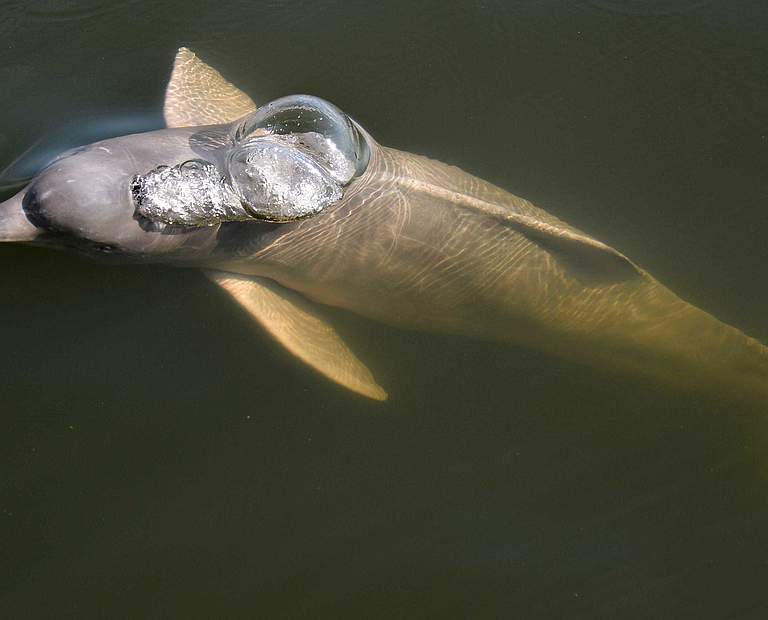 Flussdelfin © WWF-Brazil / Adriano Gambarini