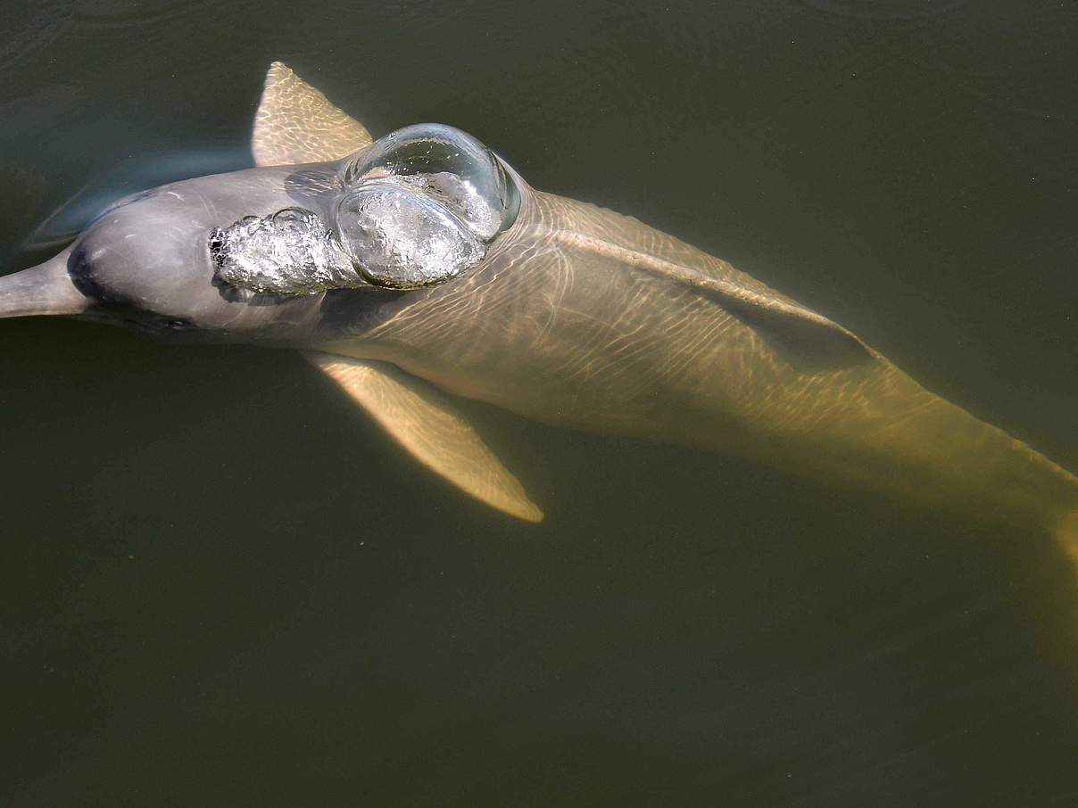 Flussdelfin © WWF-Brazil / Adriano Gambarini
