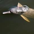 Flussdelfin © WWF-Brazil / Adriano Gambarini