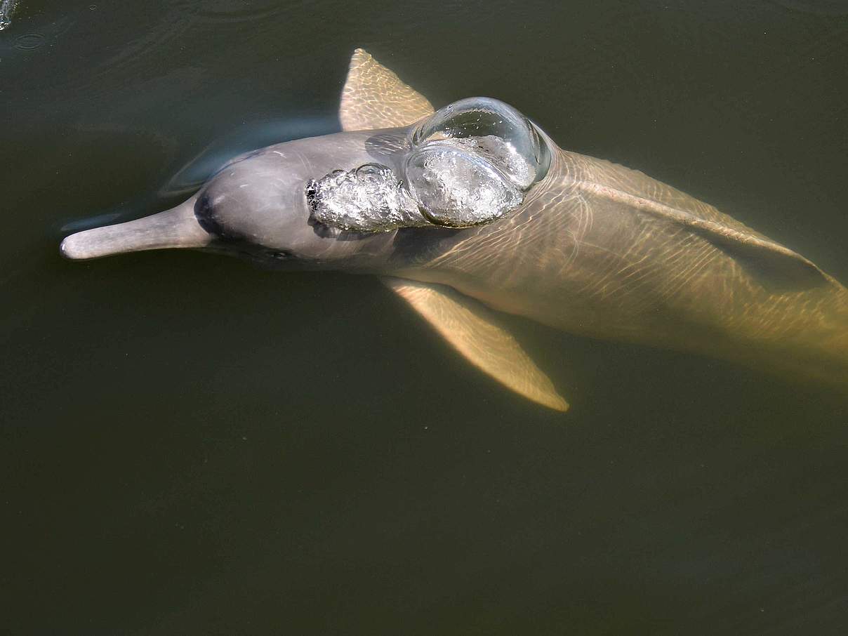 Flussdelfin © WWF-Brazil / Adriano Gambarini