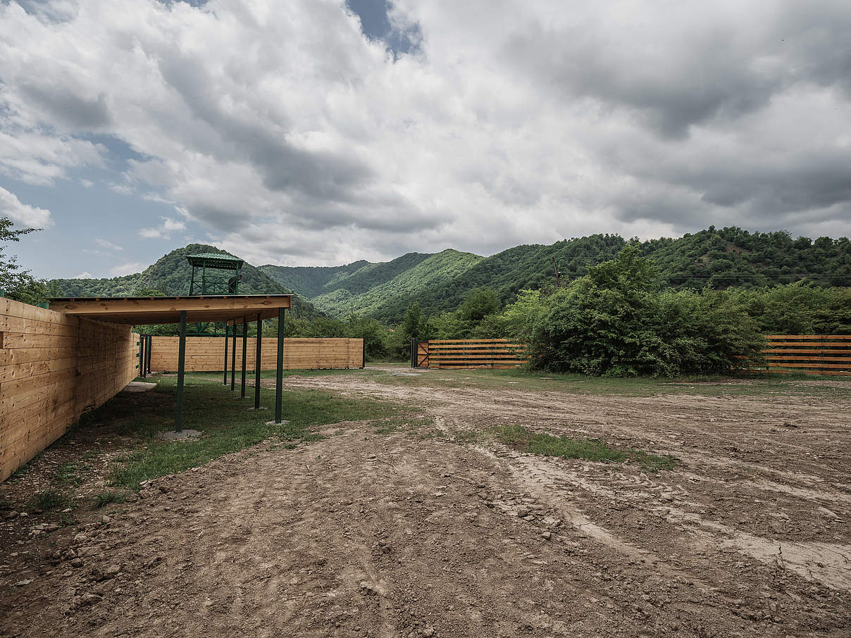 Der erste Schritt in die Wildnis: Das Gewöhnungsgehege in Aserbaidschan © Rustam Maharramov / WWF