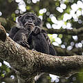 Ein junger Bonobo im kongolesischen Canopy-Wald © Karine Aigner / WWF-US