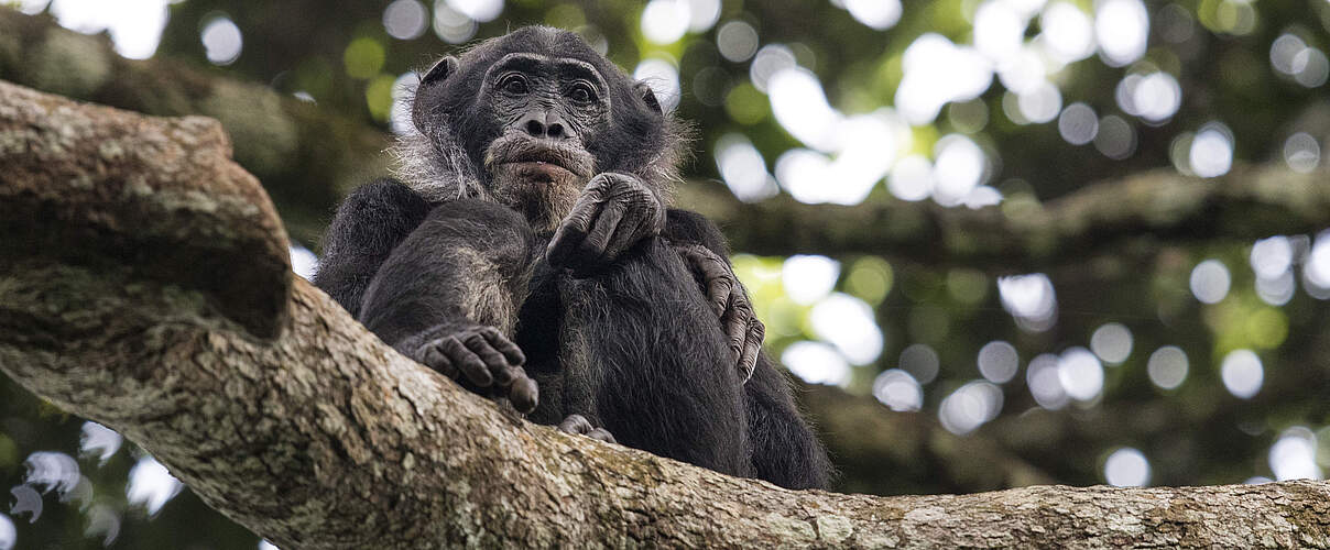 Ein junger Bonobo im kongolesischen Canopy-Wald © Karine Aigner / WWF-US